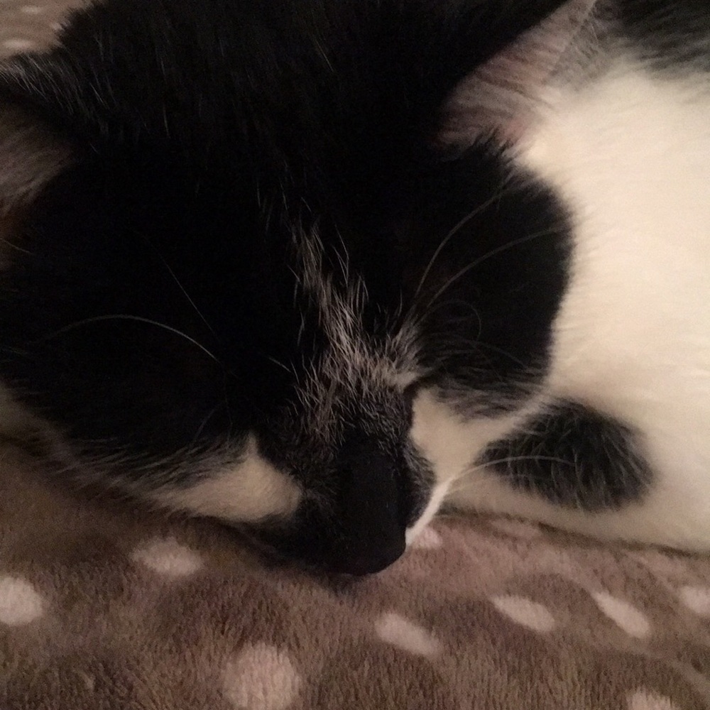 Meet your Posher, Céline